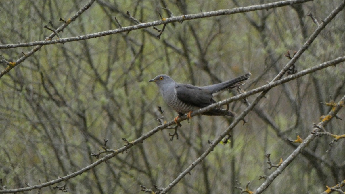 Common Cuckoo - Ibai Llosa García