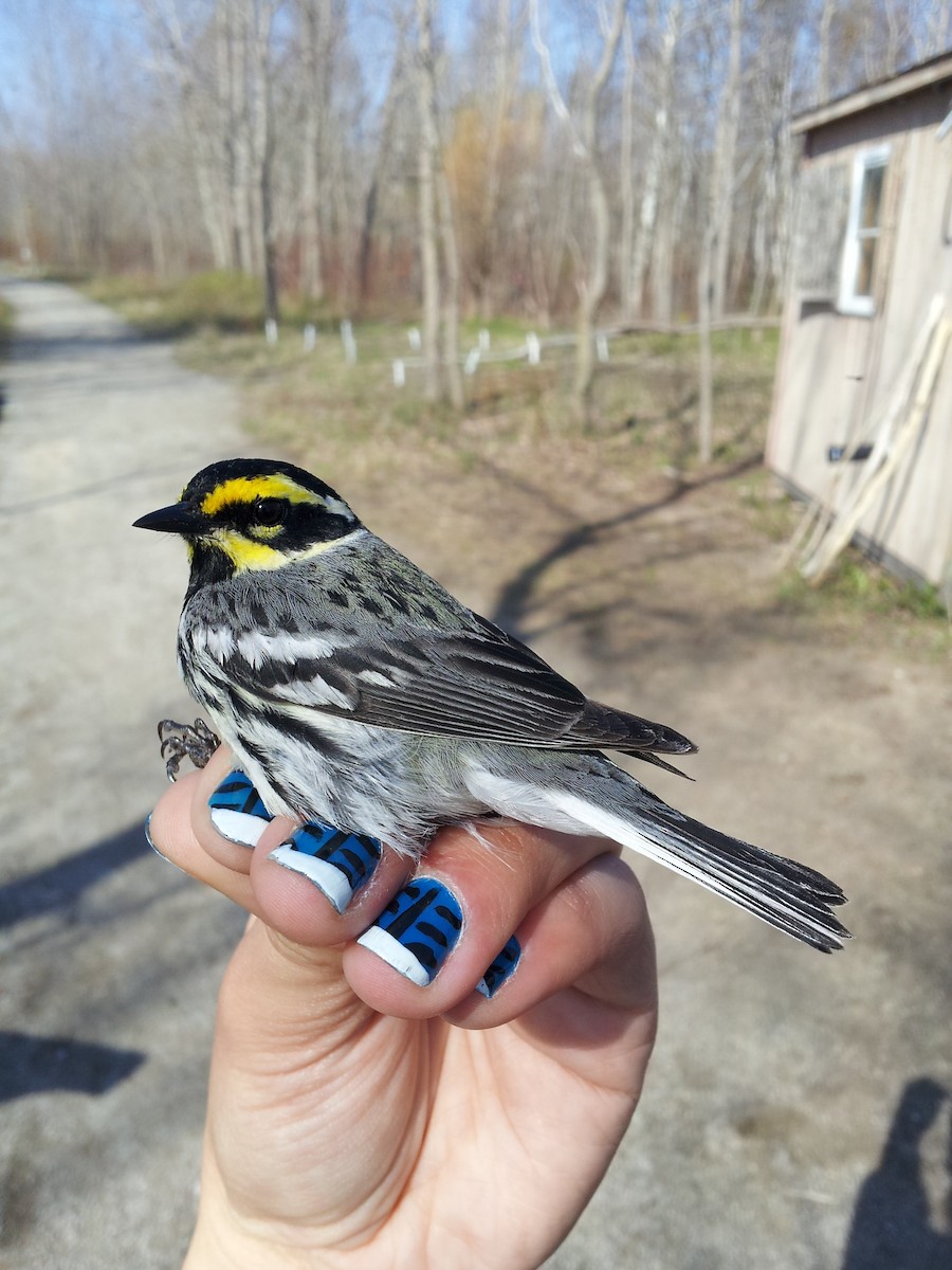 Black-throated Gray x Townsend's Warbler (hybrid) - Amanda Guercio