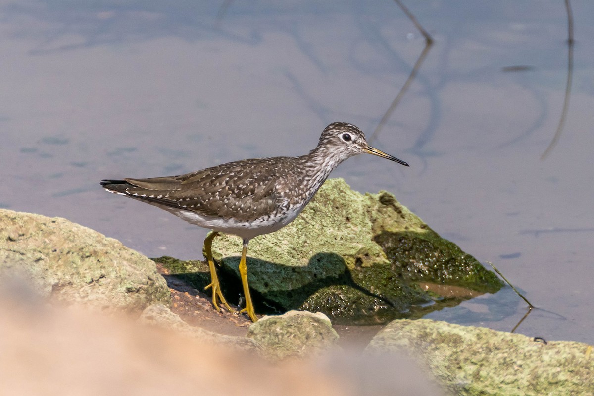 Solitary Sandpiper - ML435474161