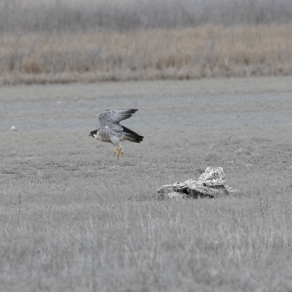 Halcón Peregrino - ML435474671