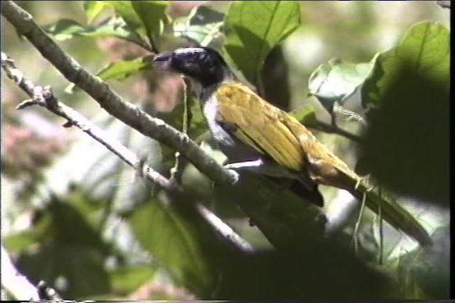 Saltator à tête noire - ML435477