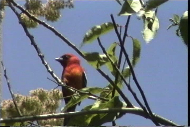 White-winged Tanager - ML435478