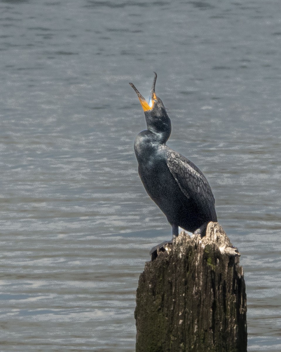 Double-crested Cormorant - ML435479311