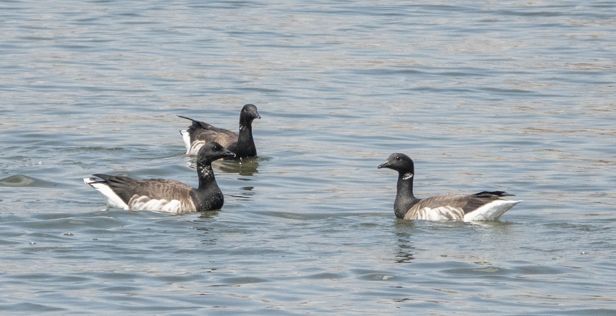 Brant - ML435479371