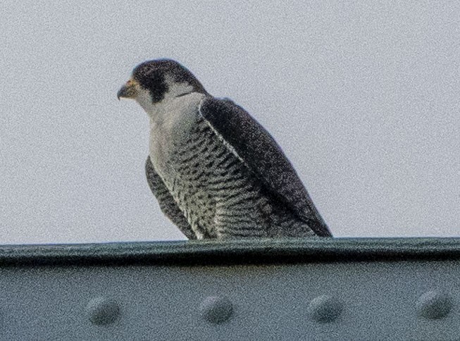 Peregrine Falcon - ML435479391