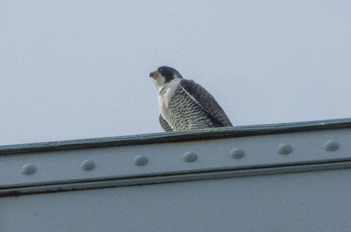 Peregrine Falcon - mark cavallo