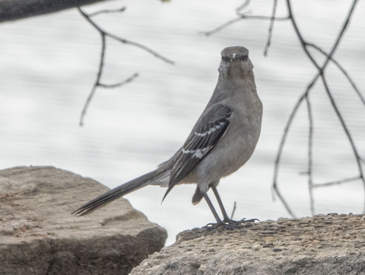 Northern Mockingbird - ML435479461