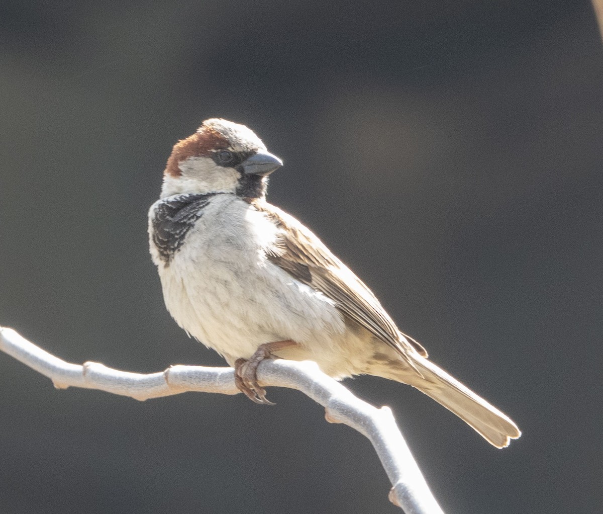 House Sparrow - ML435480181