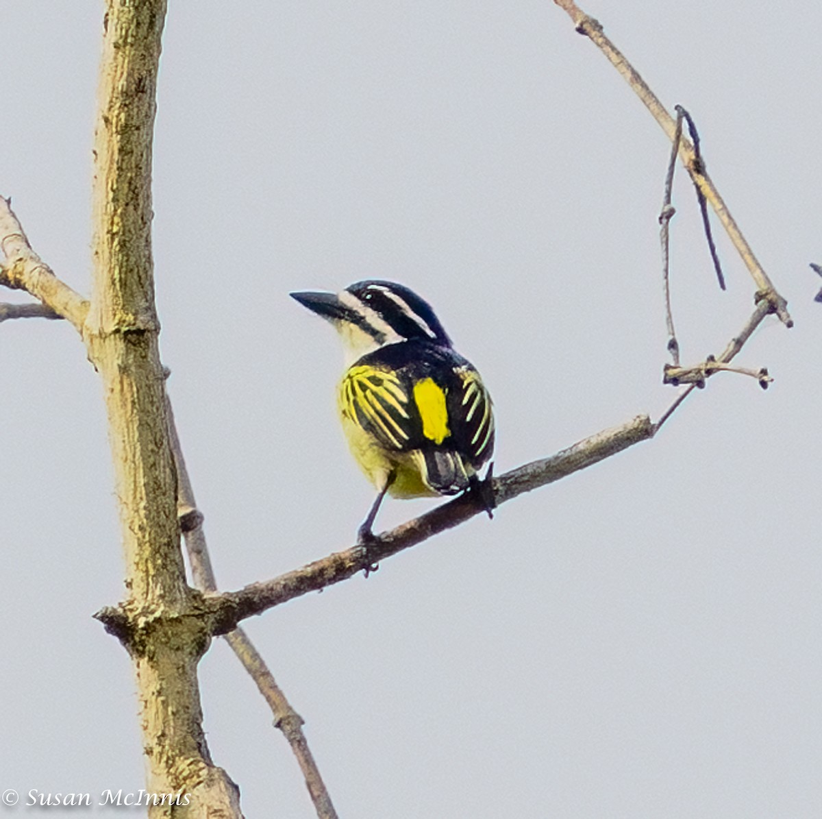 Yellow-throated Tinkerbird - ML435480681