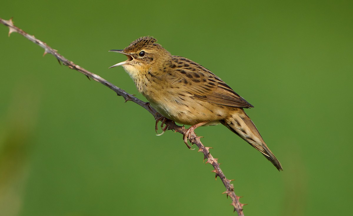 Common Grasshopper Warbler - ML435481781