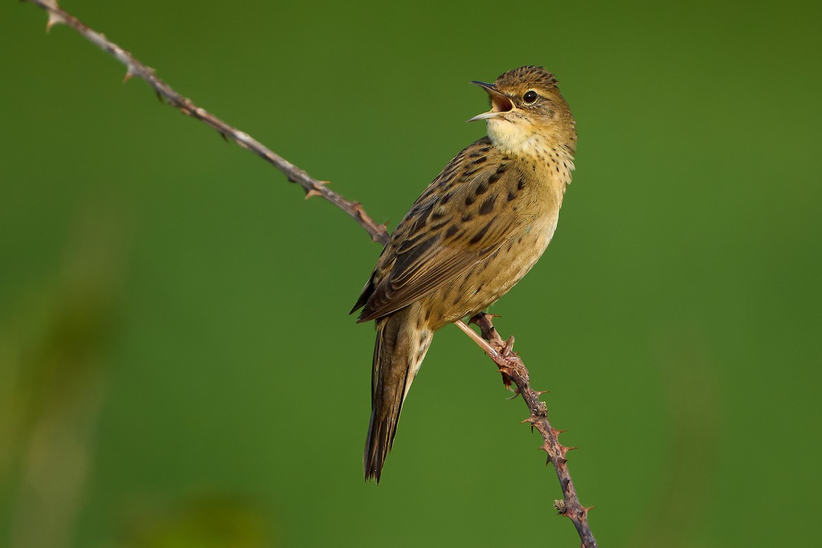 Common Grasshopper Warbler - ML435481791