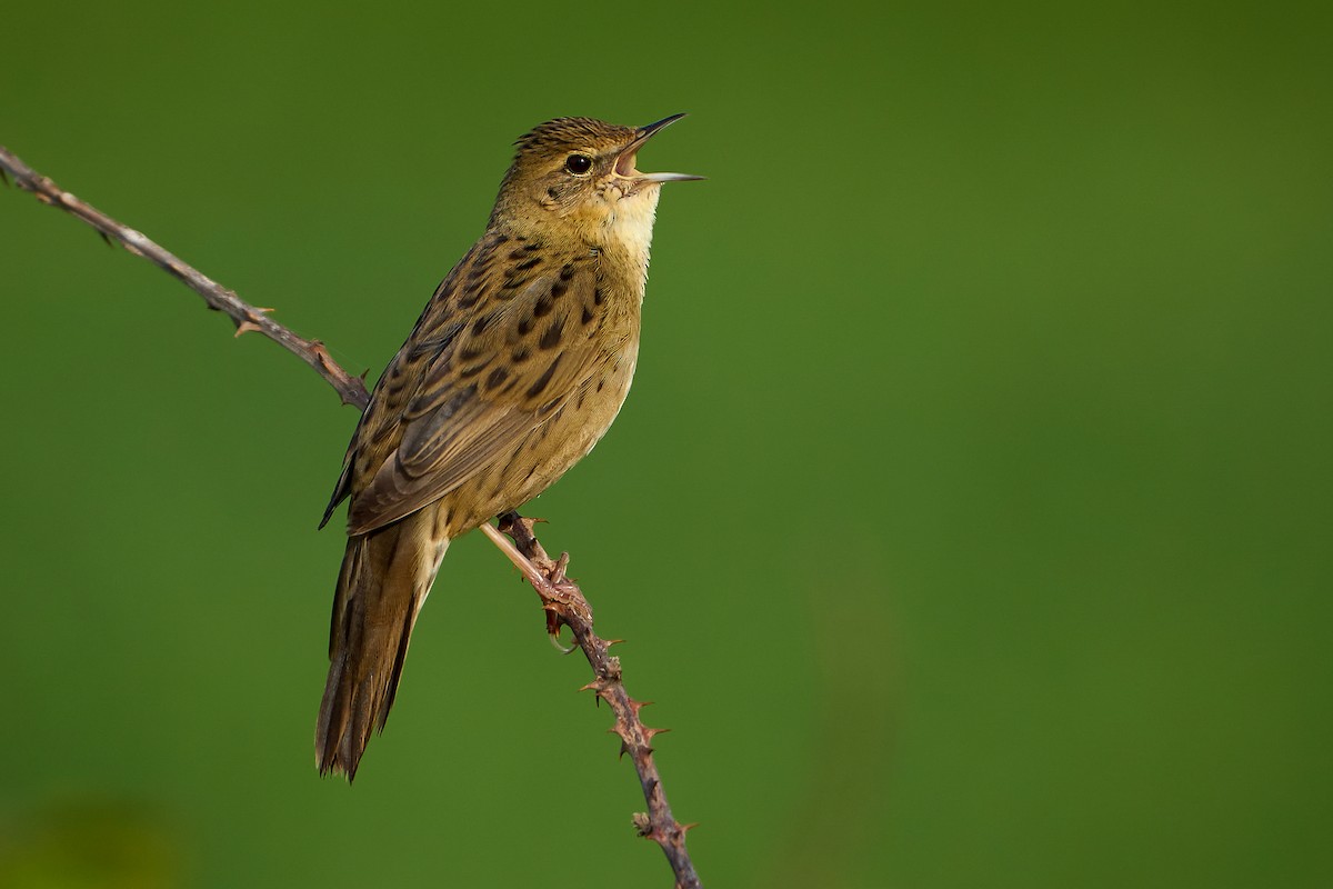 Common Grasshopper Warbler - ML435481811