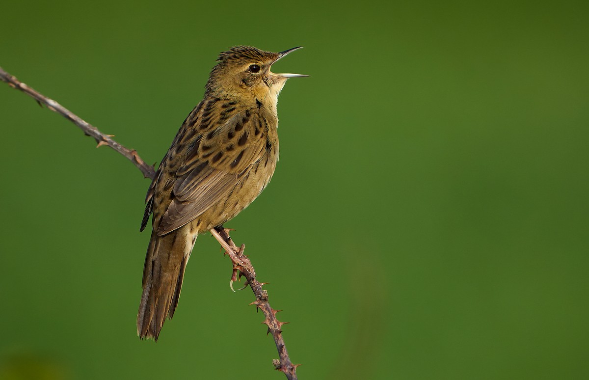 Common Grasshopper Warbler - ML435481821