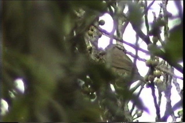 White-throated Thrush (White-throated) - ML435483