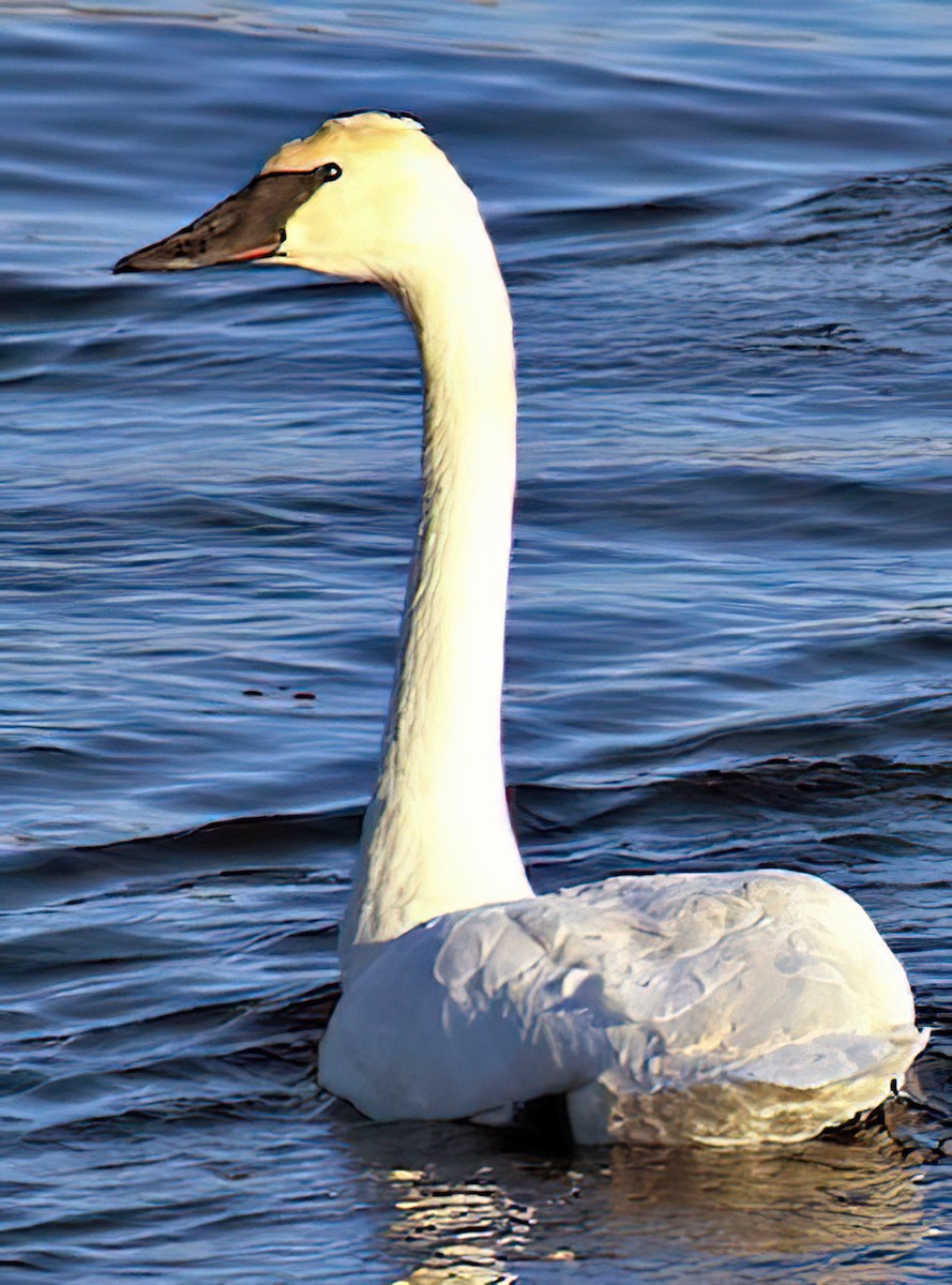 Trumpeter Swan - Dan Tallman