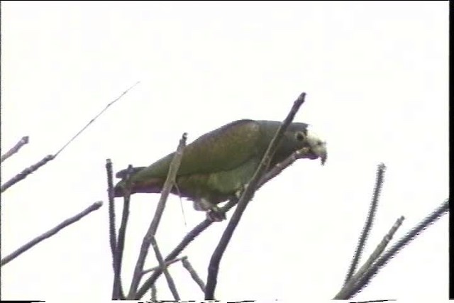 White-crowned Parrot - ML435485