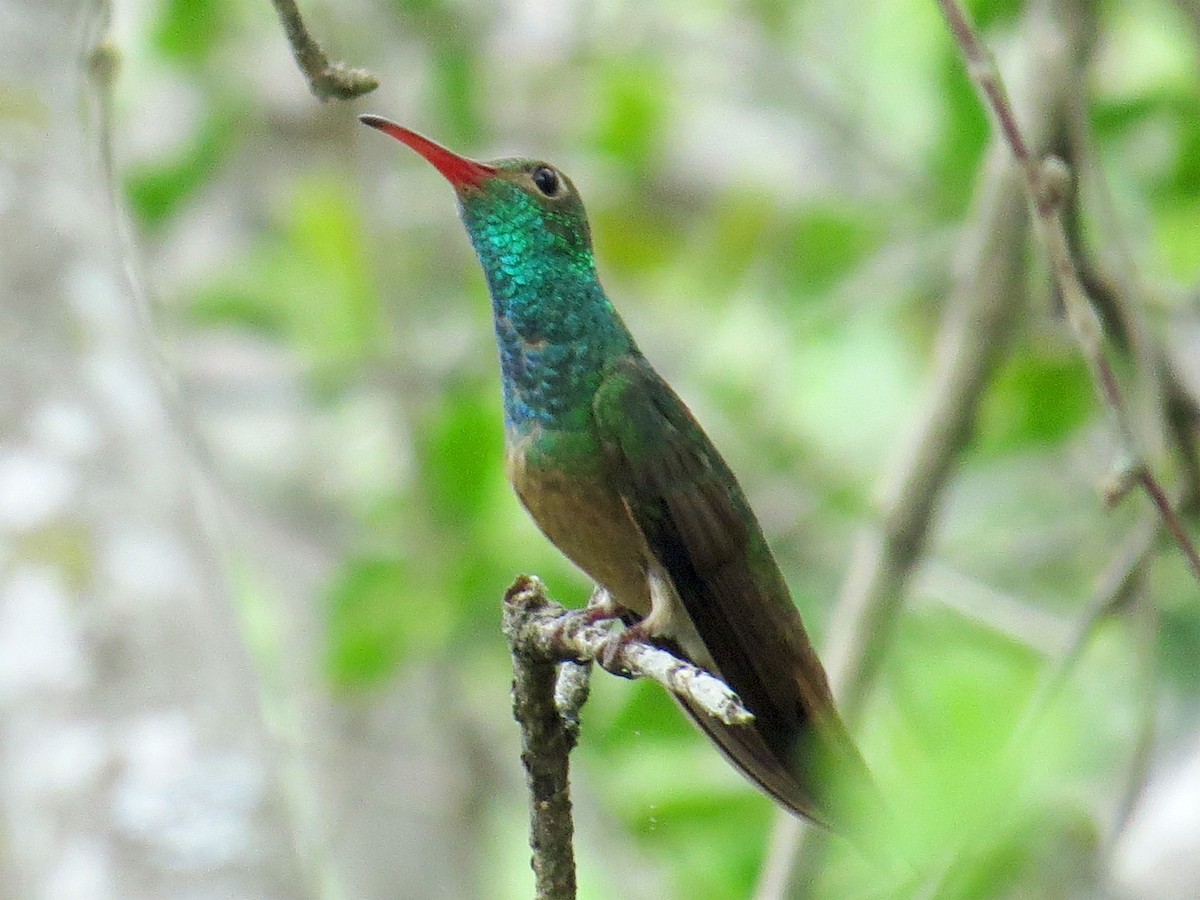 Buff-bellied Hummingbird - ML435485381