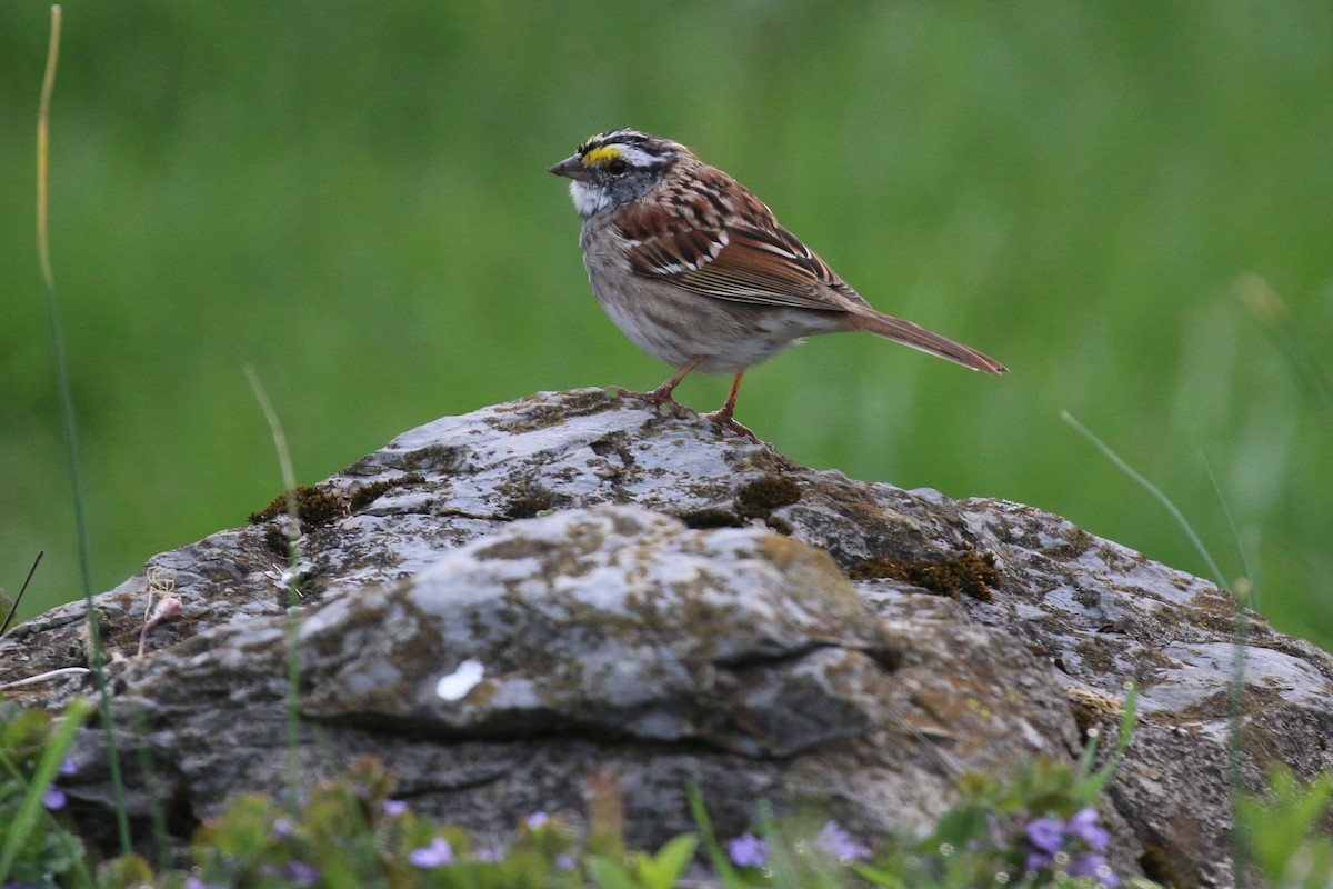 White-throated Sparrow - ML435485671