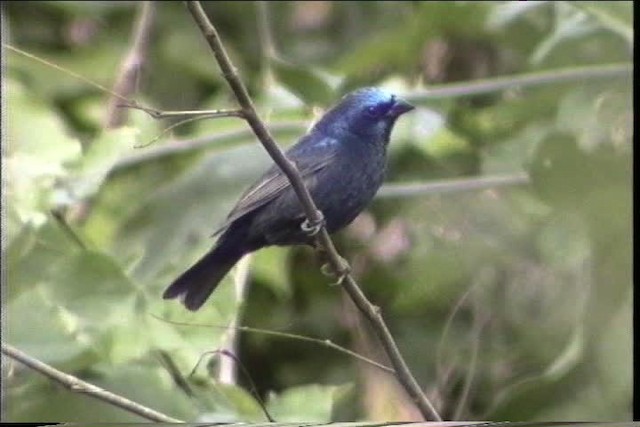 Picogrueso Azul (parellina/beneplacita) - ML435486