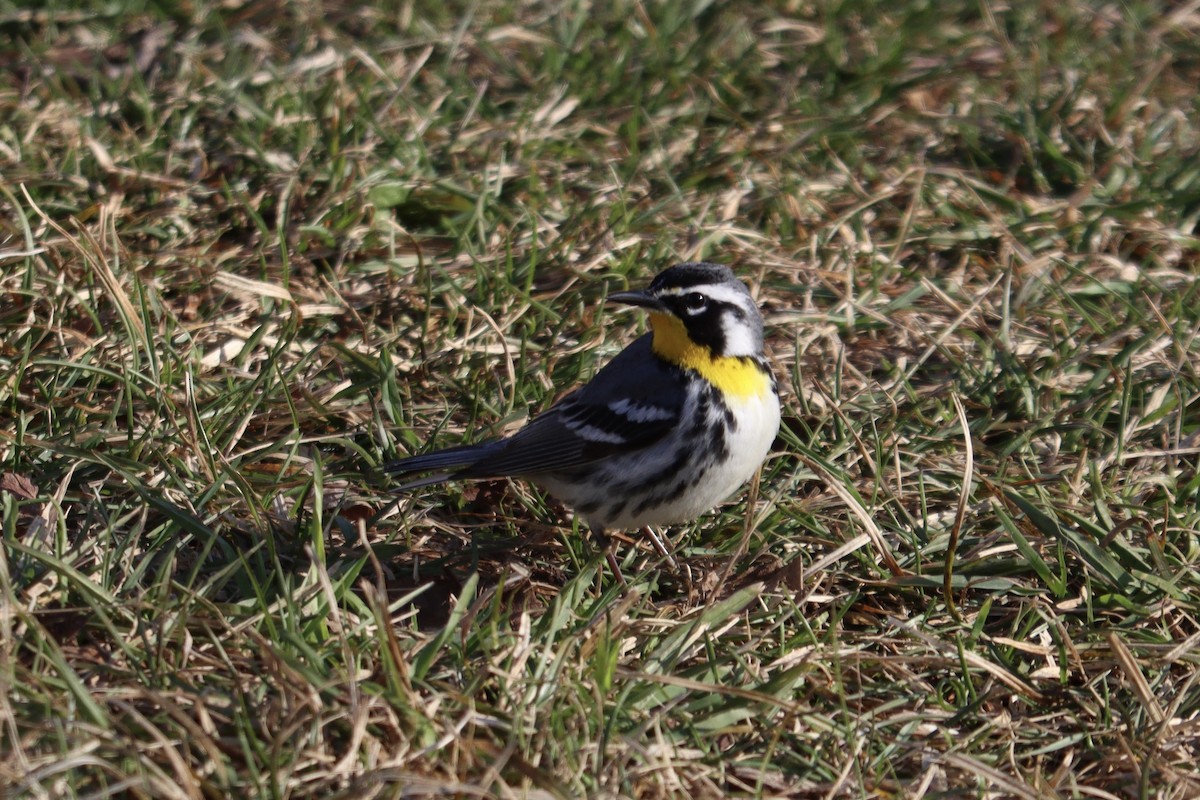 Yellow-throated Warbler - ML435486171