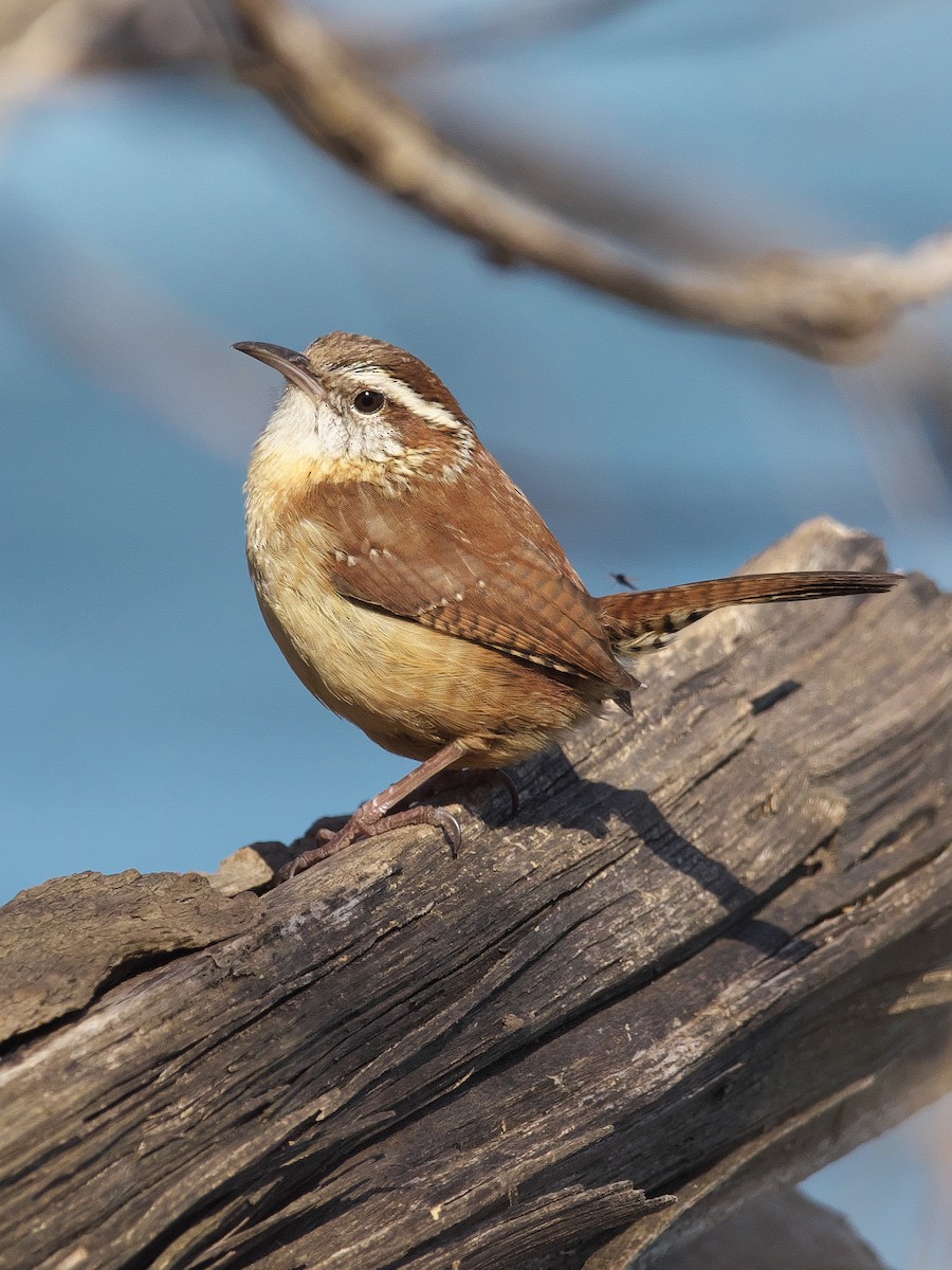 Carolina Wren - Gavin Edmondstone