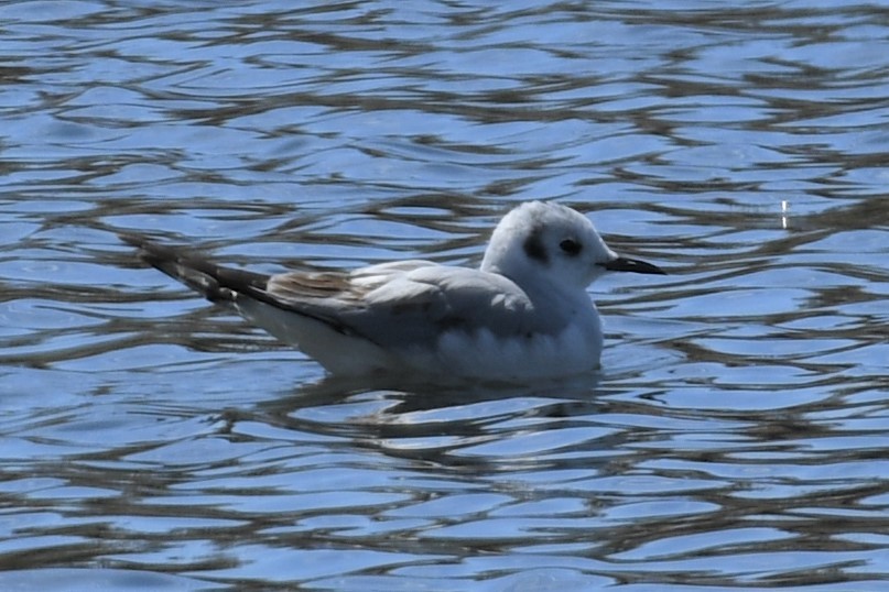 Küçük Karabaş Martı - ML435487311