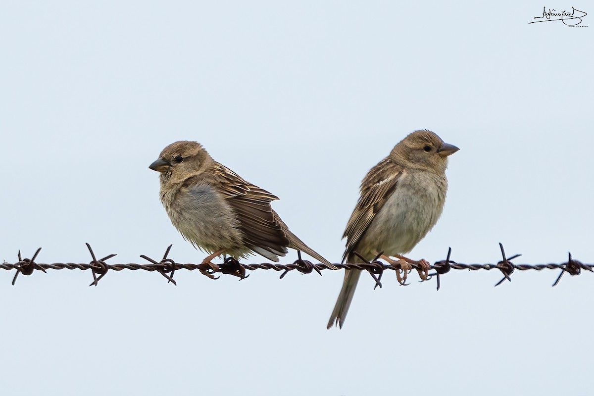 Spanish Sparrow - ML435488111