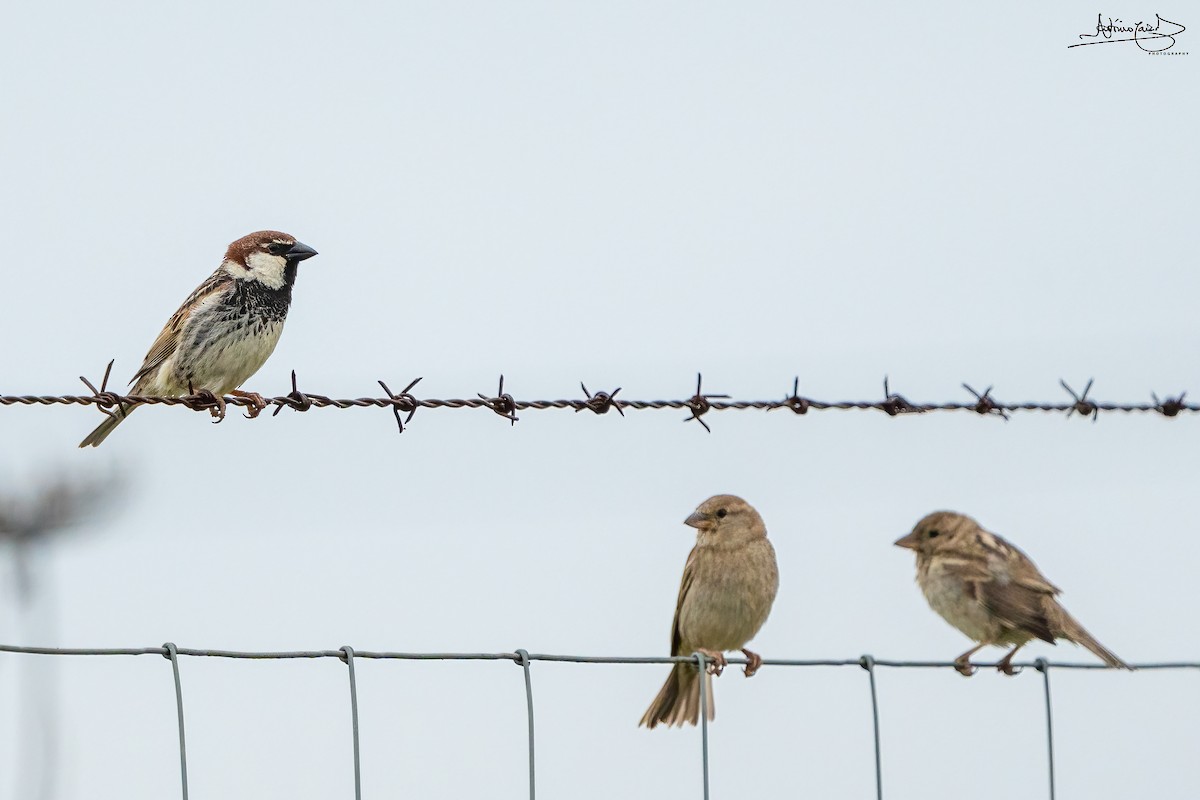 Spanish Sparrow - ML435488151