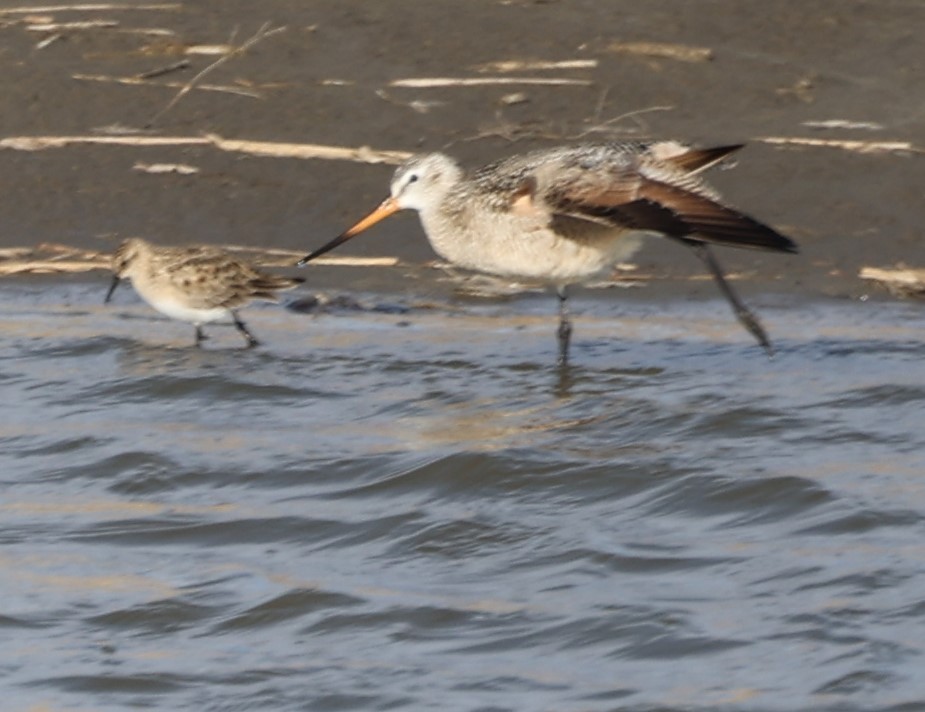 Marbled Godwit - ML435488441