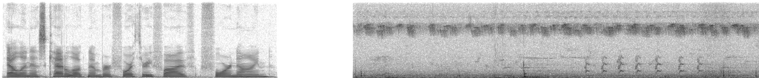 Scharlachspint - ML43549