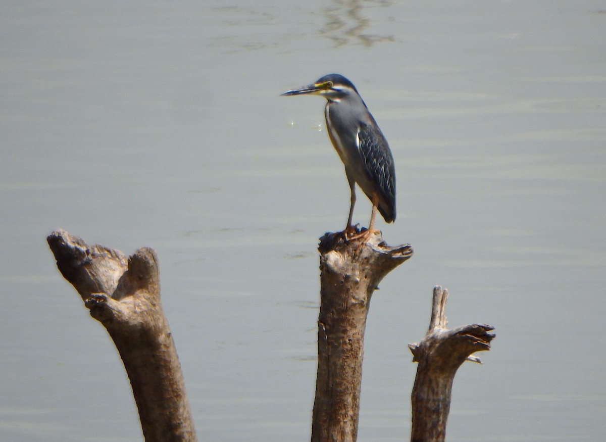 Striated Heron - ML43549071