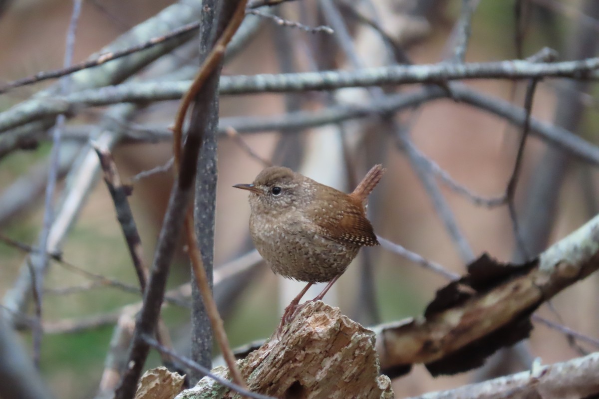 Winter Wren - ML435490761