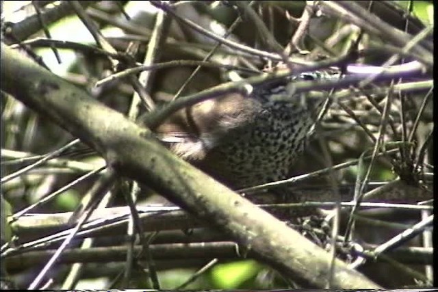 Cucarachero Pinto - ML435491