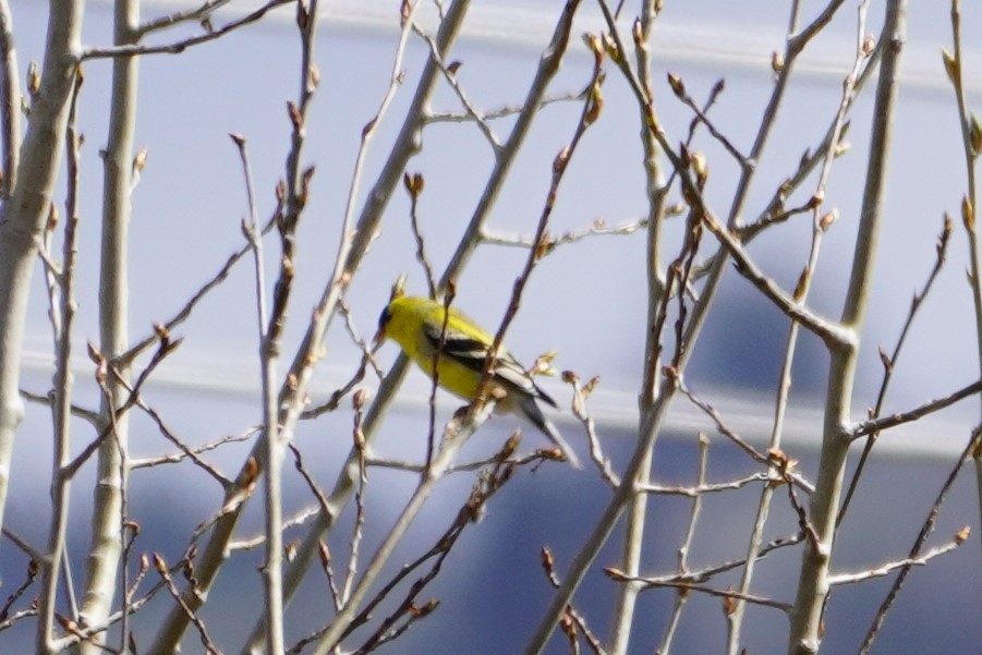 American Goldfinch - ML435493451
