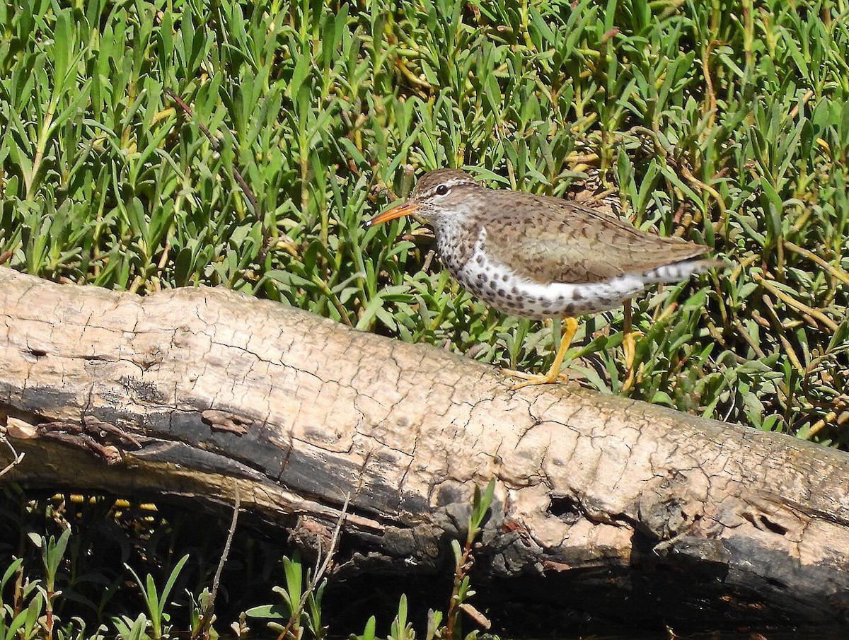 Spotted Sandpiper - Nick & Jane