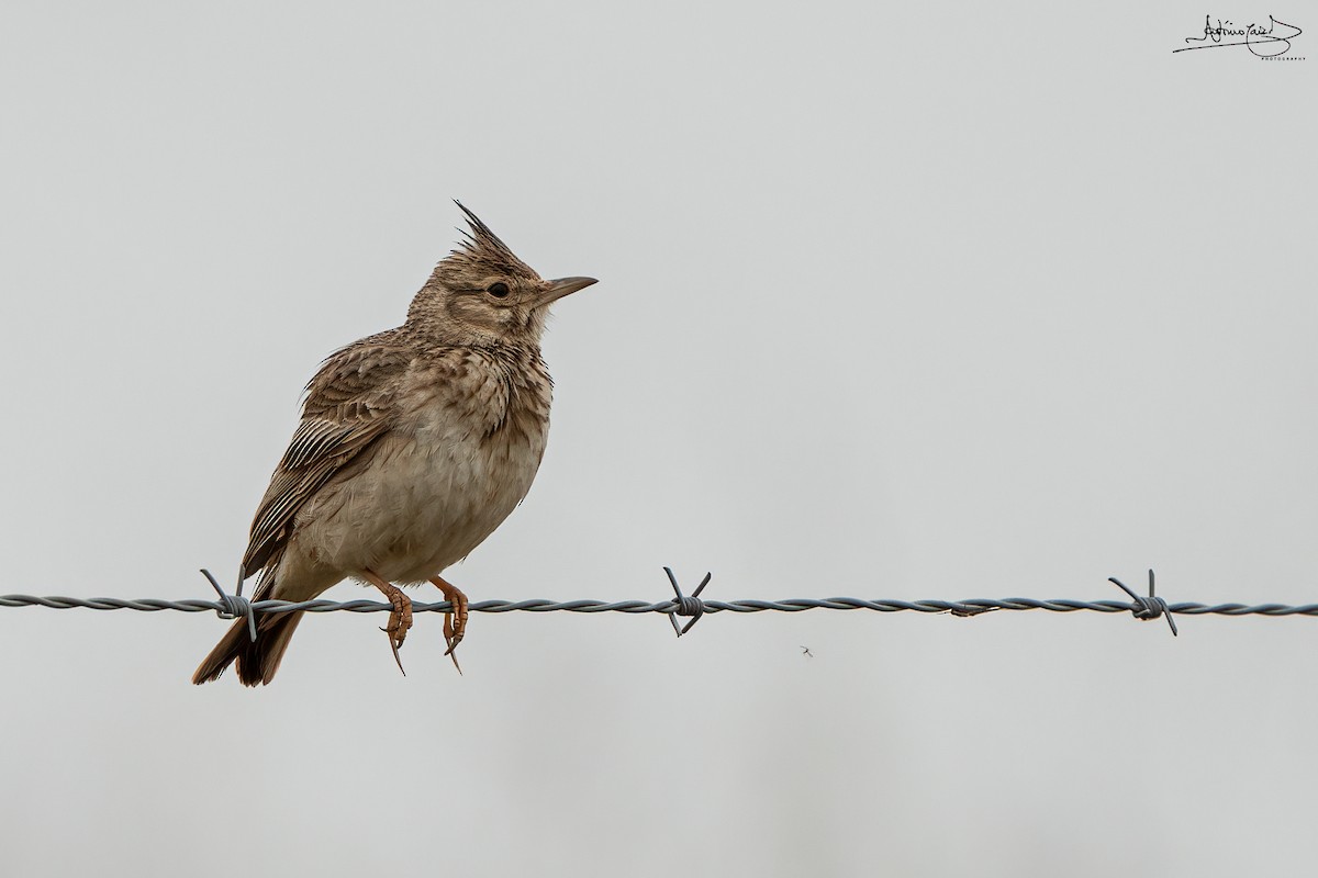 Crested Lark - ML435493671