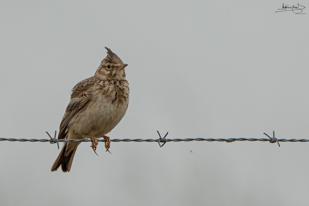 Crested Lark - António Caiado