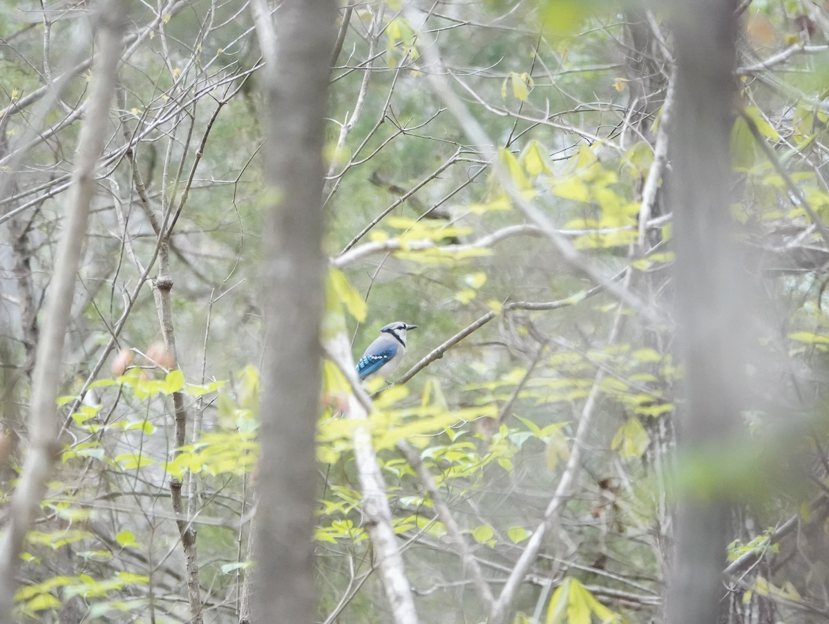 Blue Jay - Dave Hart