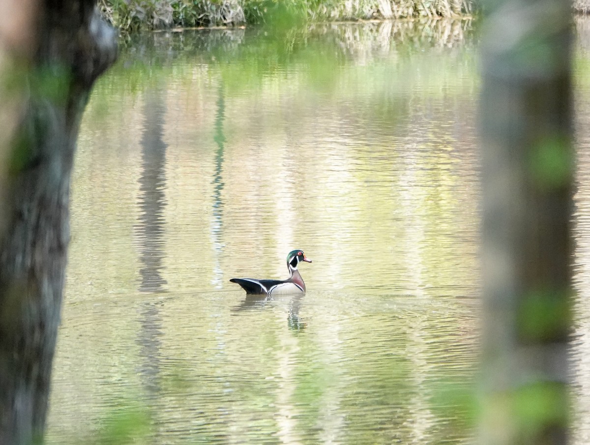 Wood Duck - ML435494871