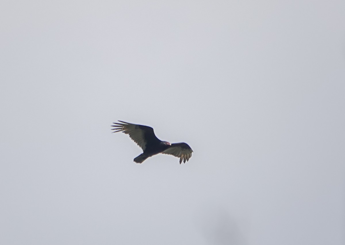 Turkey Vulture - Dave Hart