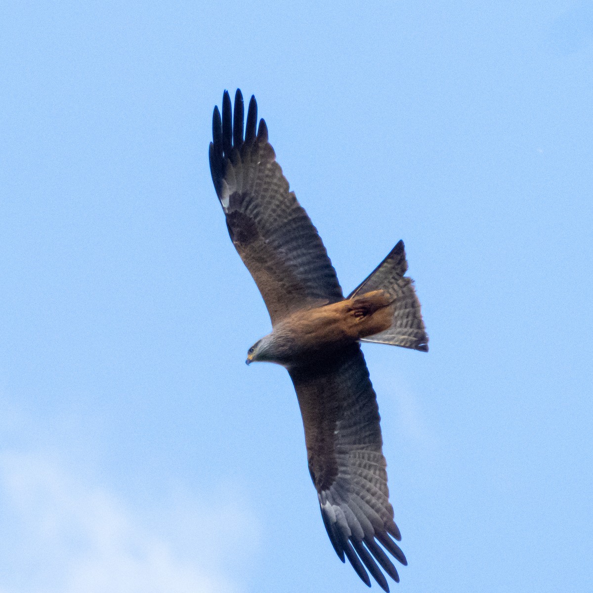 Black Kite - ML435495241