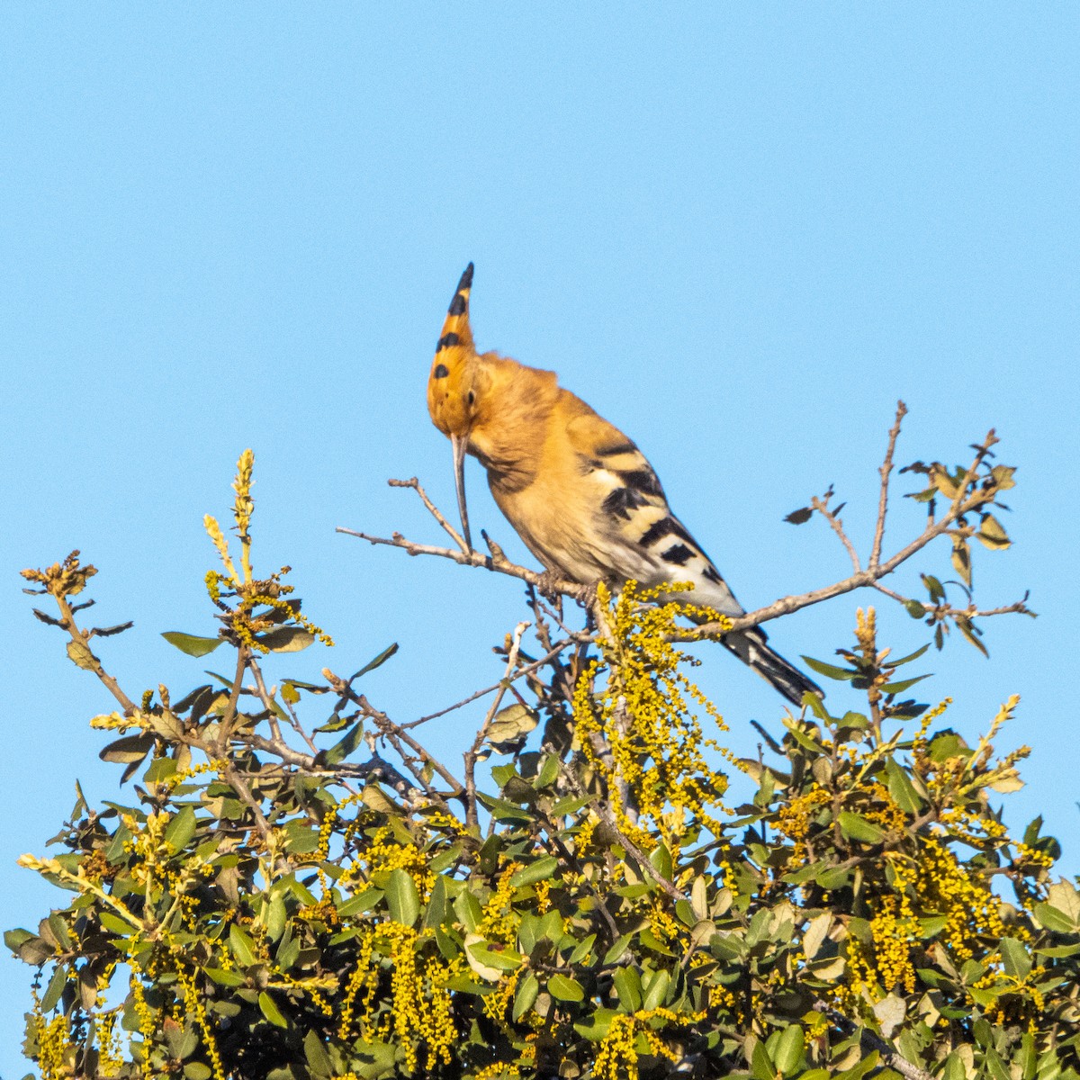 Eurasian Hoopoe - ML435495411