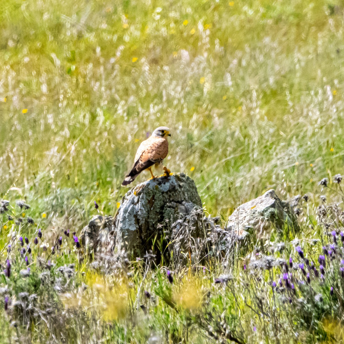 Eurasian Kestrel - ML435495661