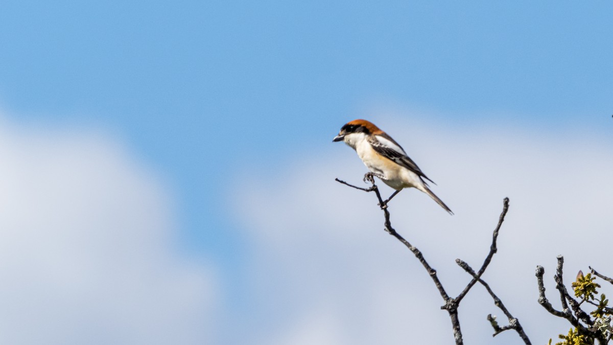 Woodchat Shrike - ML435495801