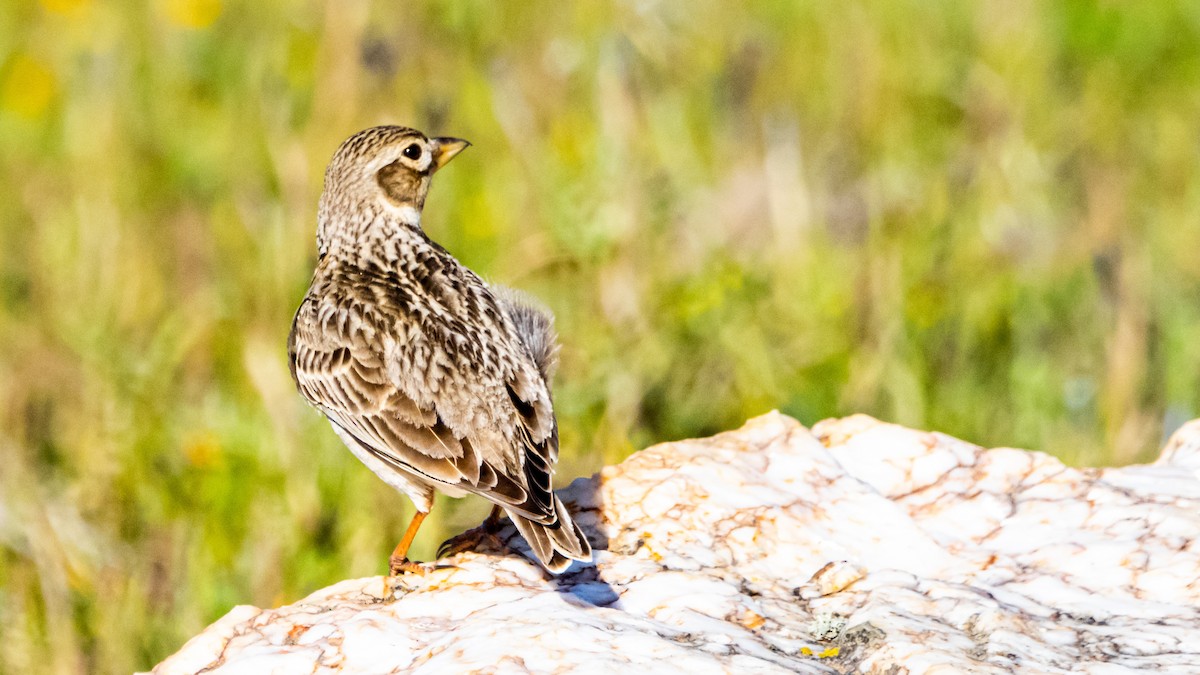 Calandria Común - ML435496001