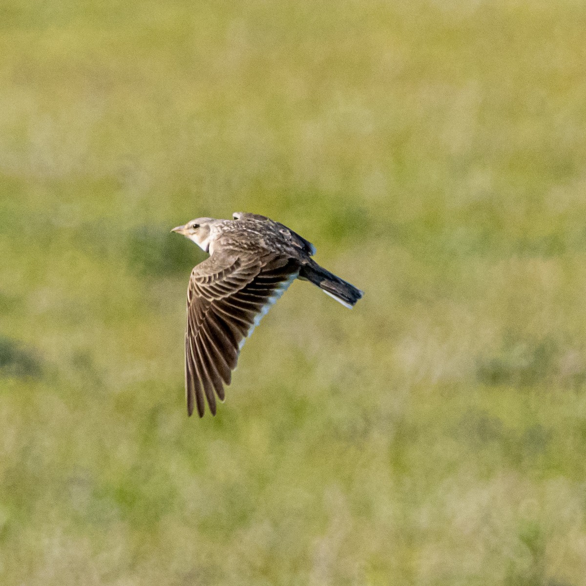 クロエリコウテンシ - ML435496151