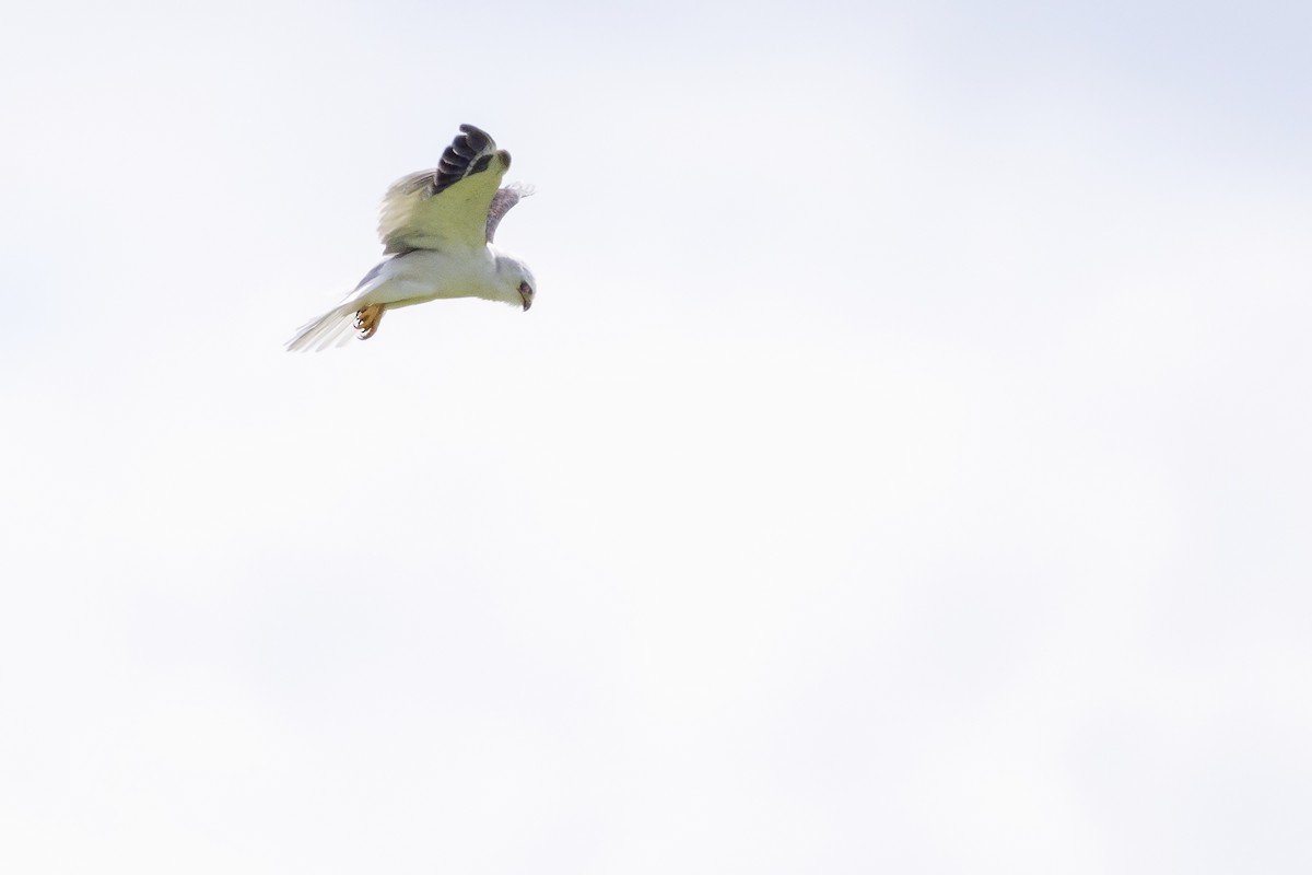 White-tailed Kite - ML435496201