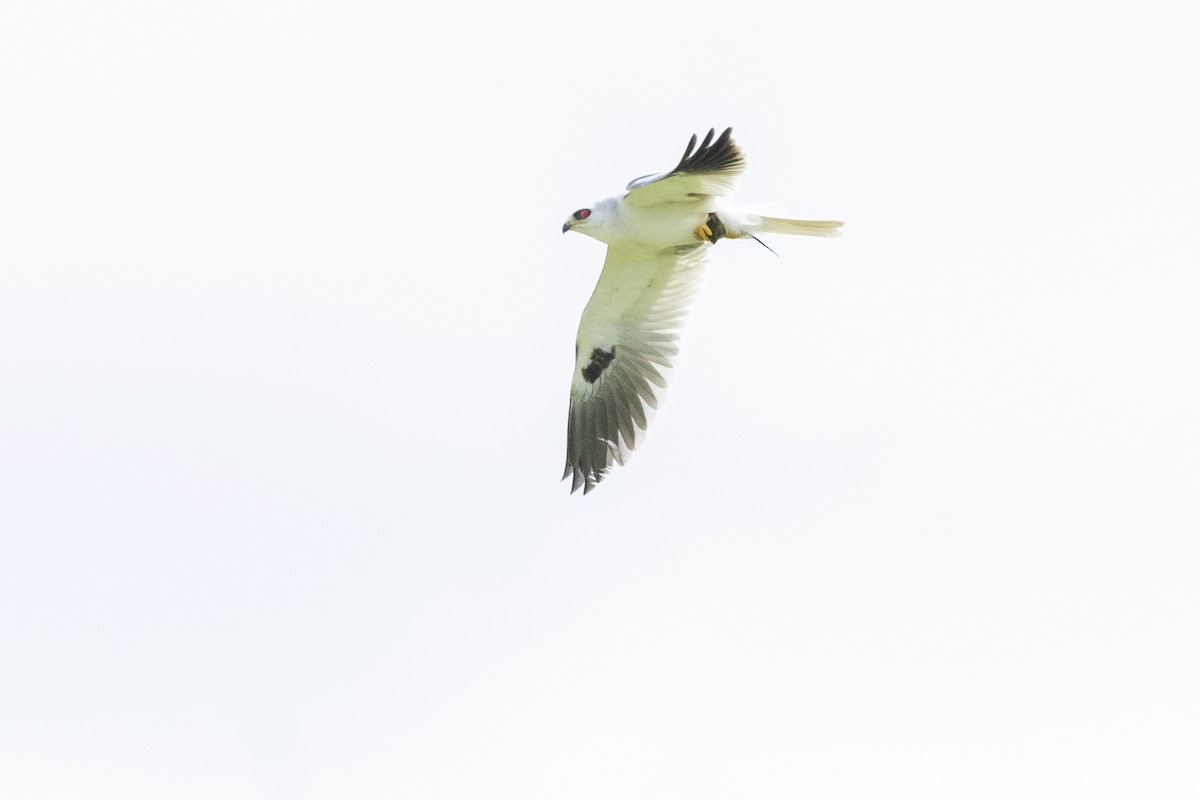 White-tailed Kite - ML435496241