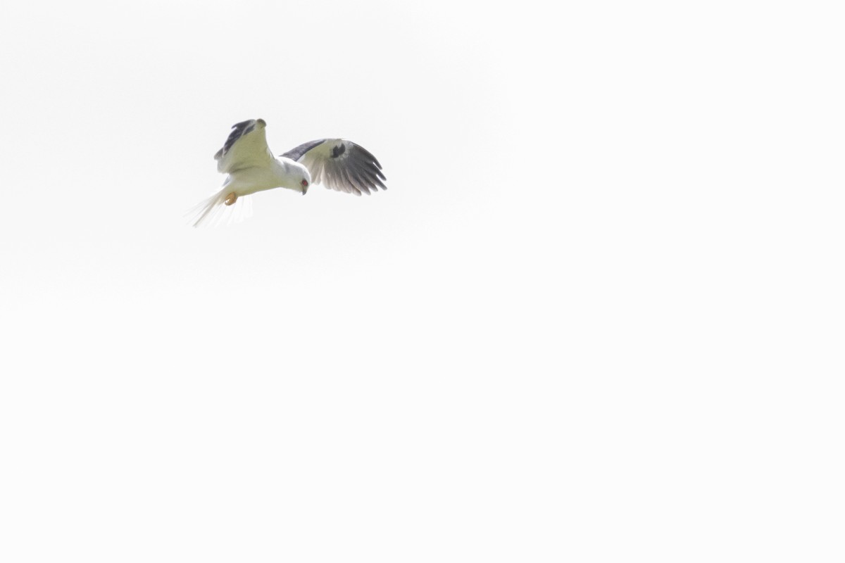 White-tailed Kite - ADRIAN GRILLI