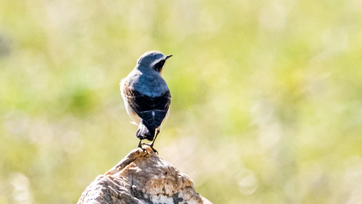 Northern Wheatear - ML435496421